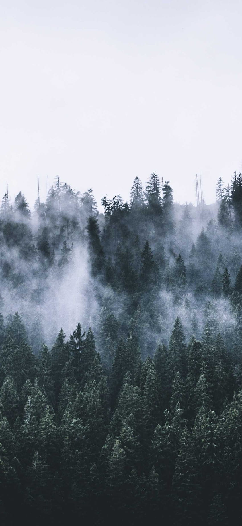 Foresta nebbiosa, estetica nebbiosa Sfondo del telefono HD