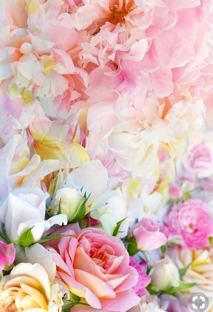 Lupakan Saya Bukan Desain Bunga pada Mawar & Bunga Favorit Saya. Bunga , Alam iphone , Bunga cantik, Bunga Pastel Cantik wallpaper ponsel HD