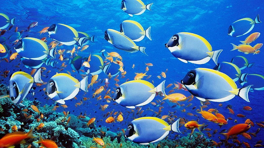Underwater World Corals Tropical Colorful Fish Hd Desktop Wallpaper :  Wallpapers13.com