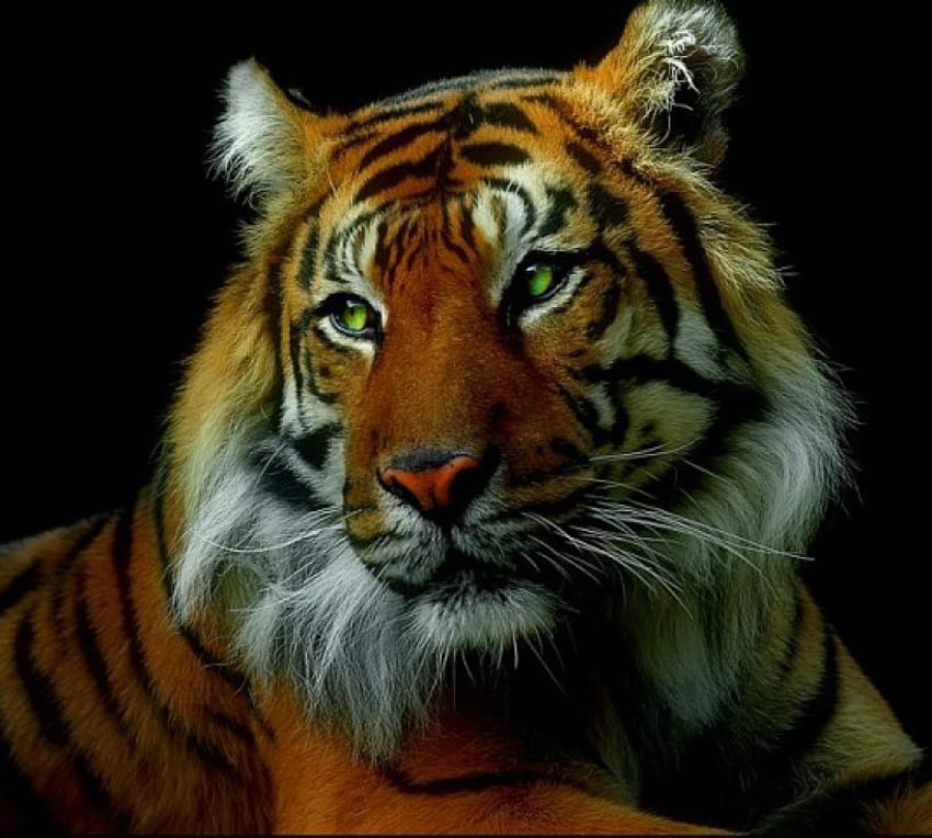 Tiger, animal, cats, bengal tiger HD wallpaper