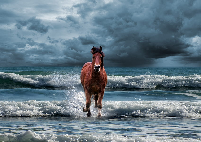 Koń, bieg, plaża, fale morskie Tapeta HD