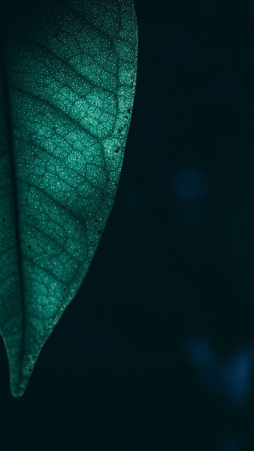 Close up, half, green leaf, . Oneplus , New nature , Abstract background, Couple Half HD phone wallpaper