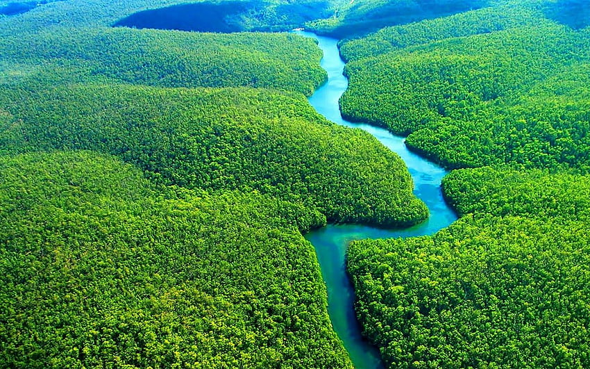 Амазонска тропическа гора, амазонска джунгла HD тапет