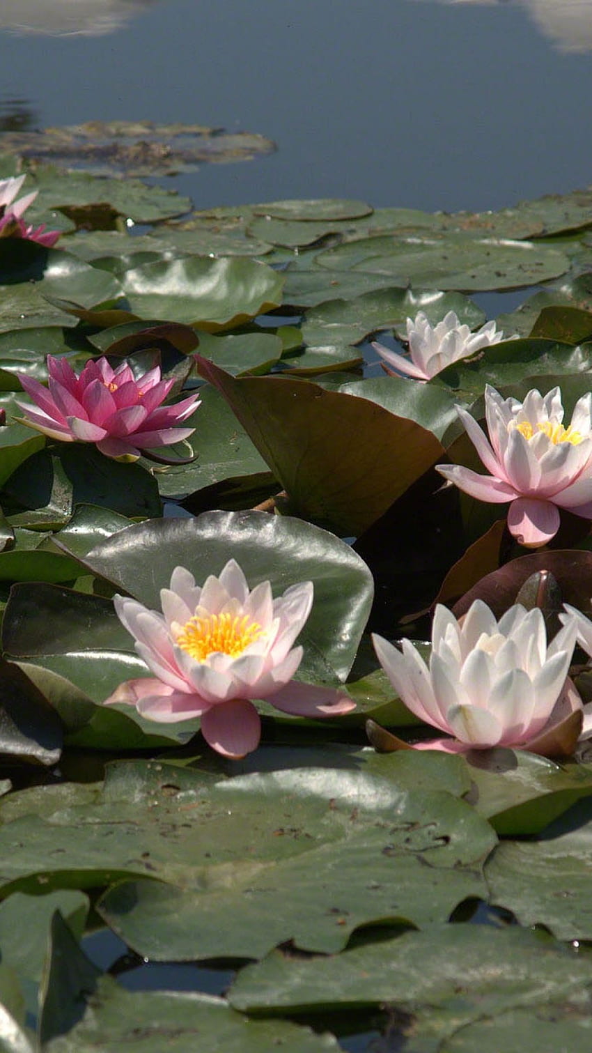 lilies, leaves, water, swamp. kwiaty, Zen Lotus HD phone wallpaper