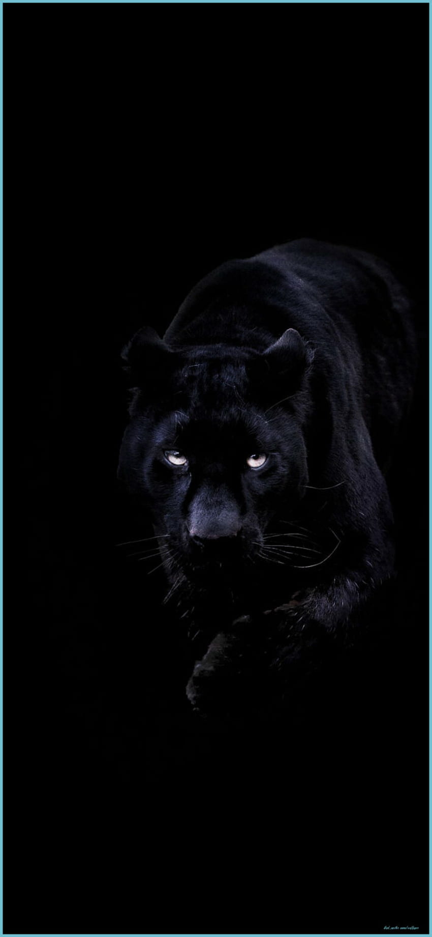 Ciemna Czarna Pantera Zwierzę - Czarna Pantera Zwierzę, Cool Czarna Pantera Zwierzę Tapeta na telefon HD