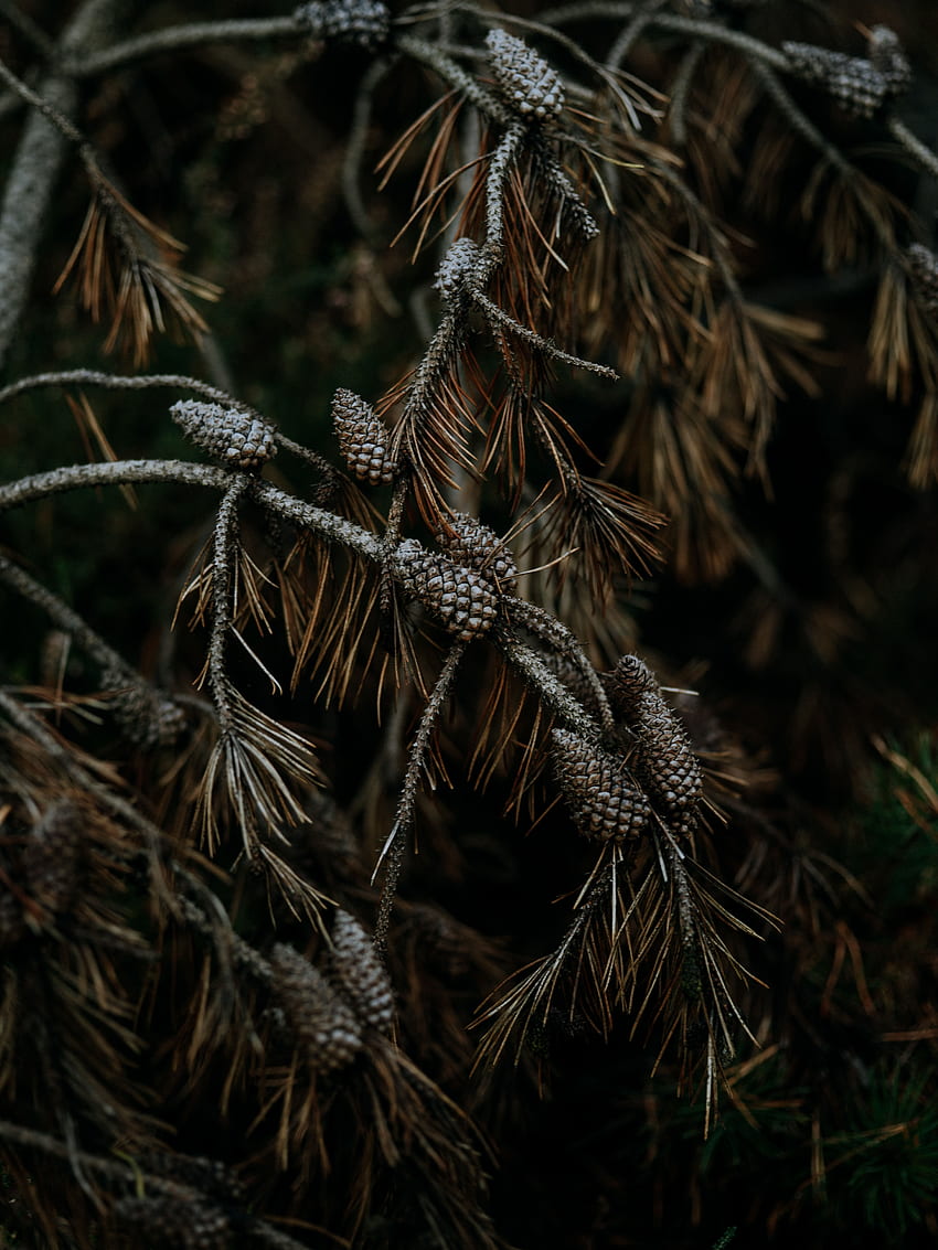 Nature, Cones, Pine, Wood, Tree, Branches, Needles HD phone wallpaper
