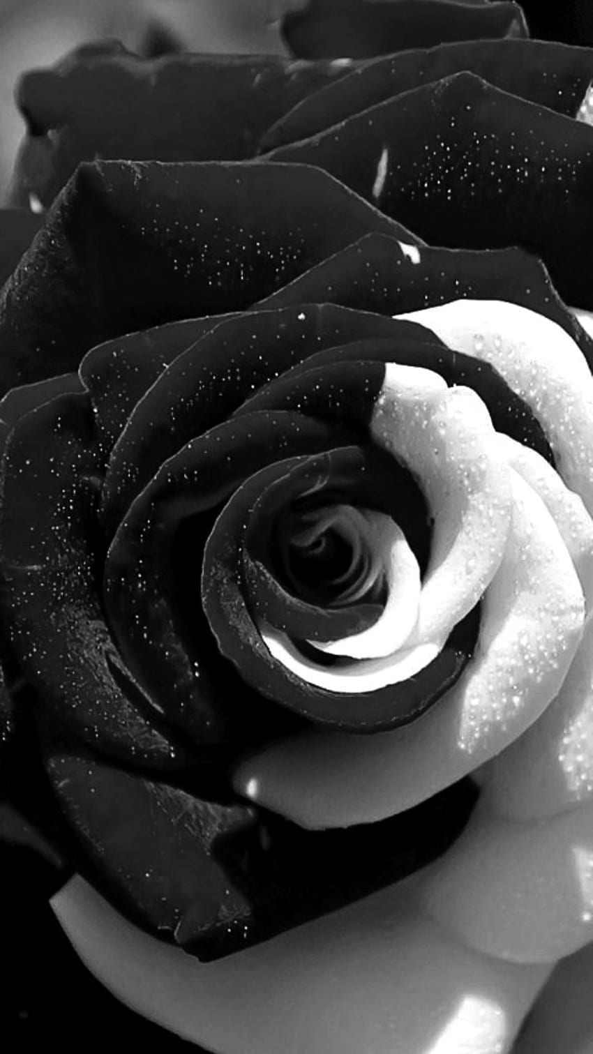 Black Rose, Black And White, Rose HD phone wallpaper | Pxfuel