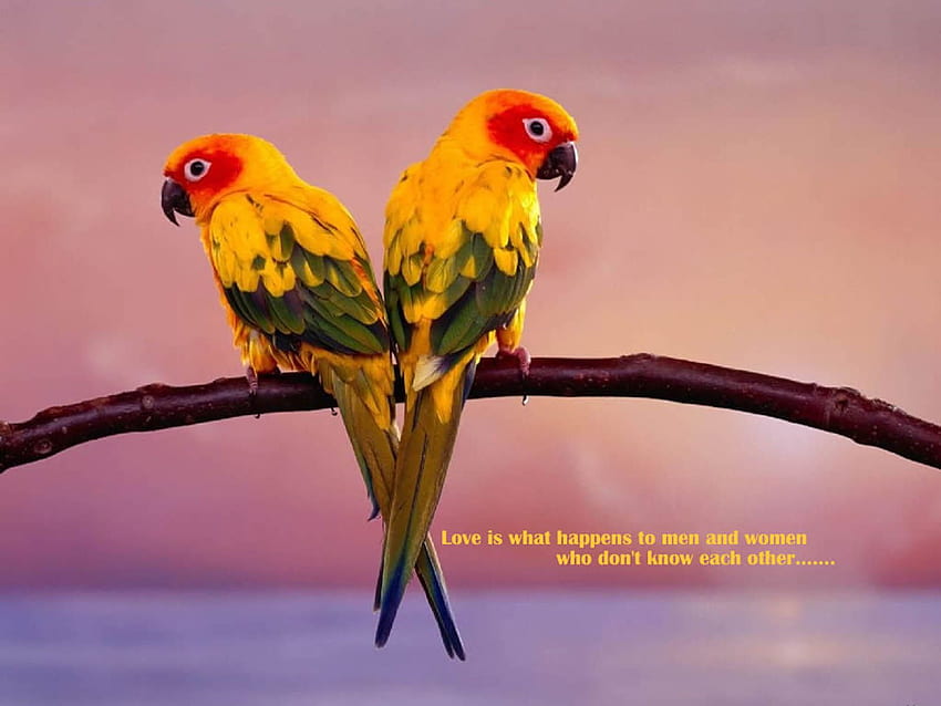 Tag Love Birds Background and [] for your , Mobile & Tablet. Explore Love Birds . Birds, Love, Pink Love Birds HD wallpaper