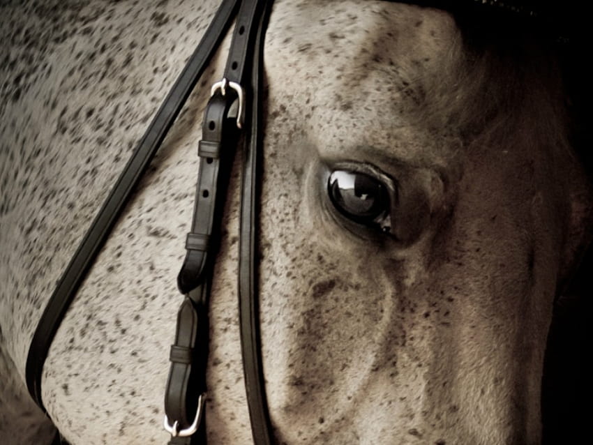 Cool, horses, horse, i love horses HD wallpaper