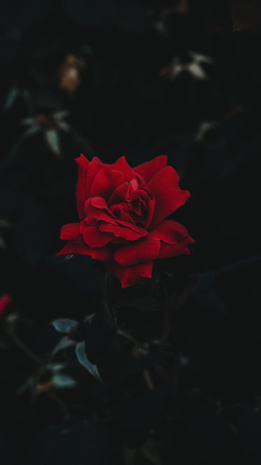 Browse Free HD Images of A Red Flower Against A Blurry Bokeh Background