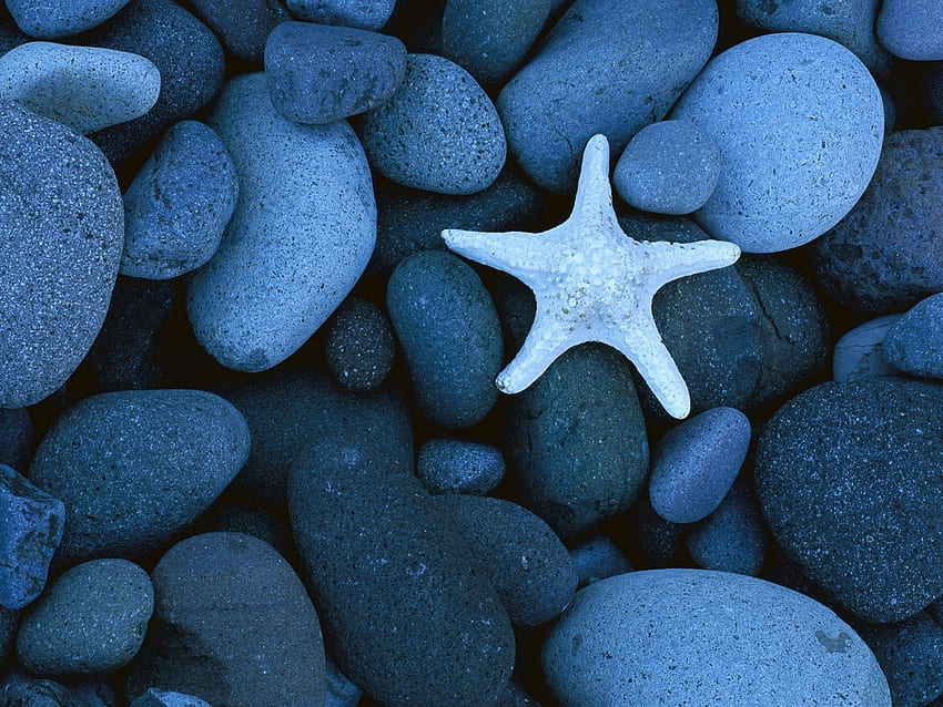 Background, Stones, Starfish HD wallpaper