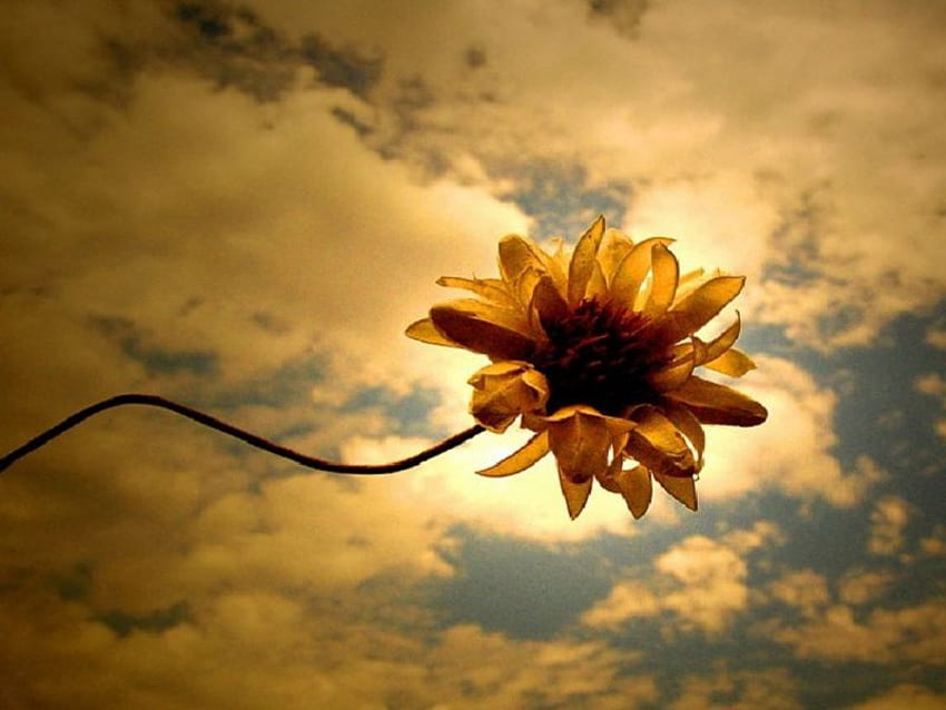 girassol, sol, flor papel de parede HD