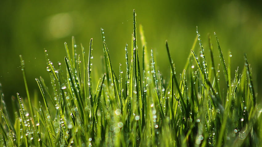 Green grass, , , , field, dew, Nature, 2Mb HD wallpaper