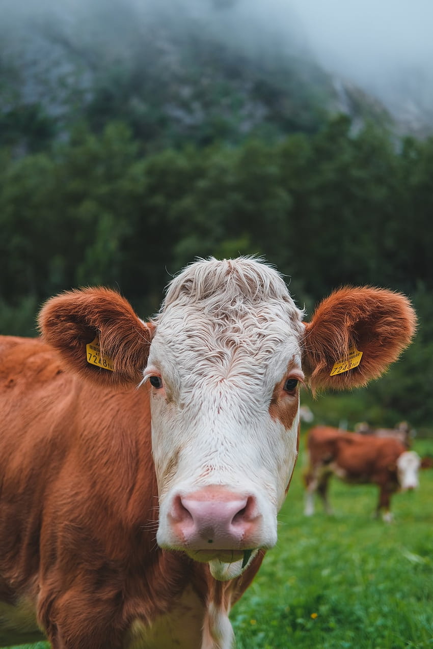 Cattle , Livestock HD phone wallpaper