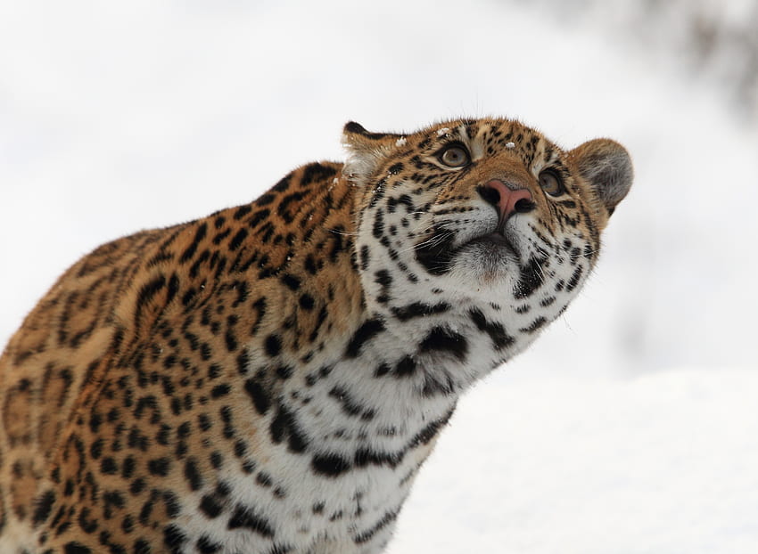 Animals, Jaguar, Predator, Big Cat HD wallpaper