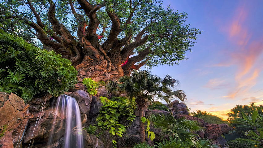 Disney World, Floride, arbre, rivière, nuages, paysage, ciel, coucher de soleil, États-Unis Fond d'écran HD
