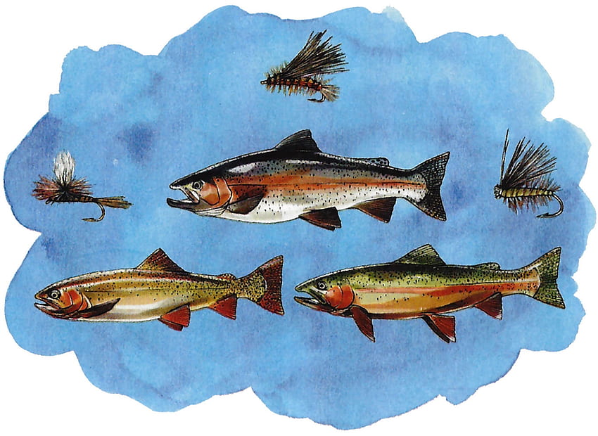 ปลาและเหยื่อ สัตว์ ศิลปะ สวย ประกอบ เหยื่อ งานศิลปะ จอกว้าง สัตว์ป่า วาด ธรรมชาติ ปลา วอลล์เปเปอร์ HD