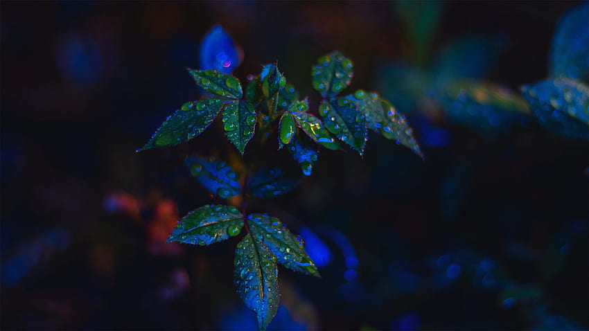 Leaves of Night, nuit, feuilles, gouttes de rosée, pluie, lumière, fleurs, thème Firefox Persona Fond d'écran HD