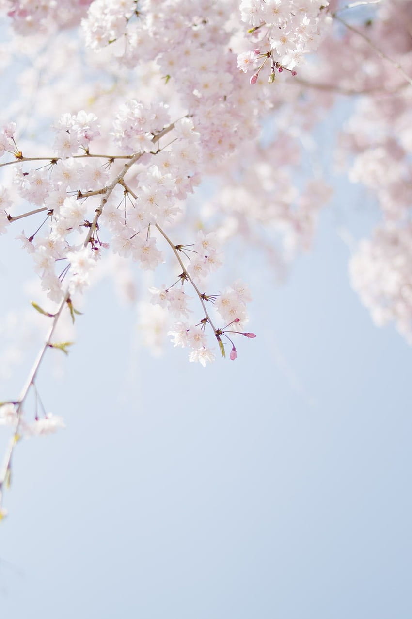 Melhor flor de cerejeira, belo ramo de flor de cerejeira Papel de parede de celular HD