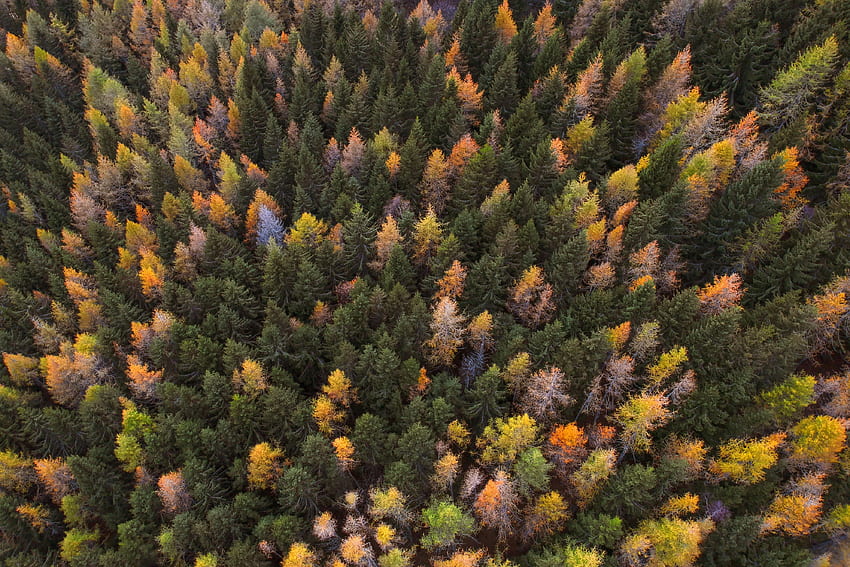 Alam, Pohon, Musim Gugur, Pemandangan Dari Atas, Hutan, Cat Musim Gugur, Cat Musim Gugur Wallpaper HD