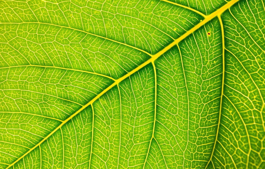 macro, sheet, green, background, green, texture, macro, leaf for , section текстуры HD wallpaper