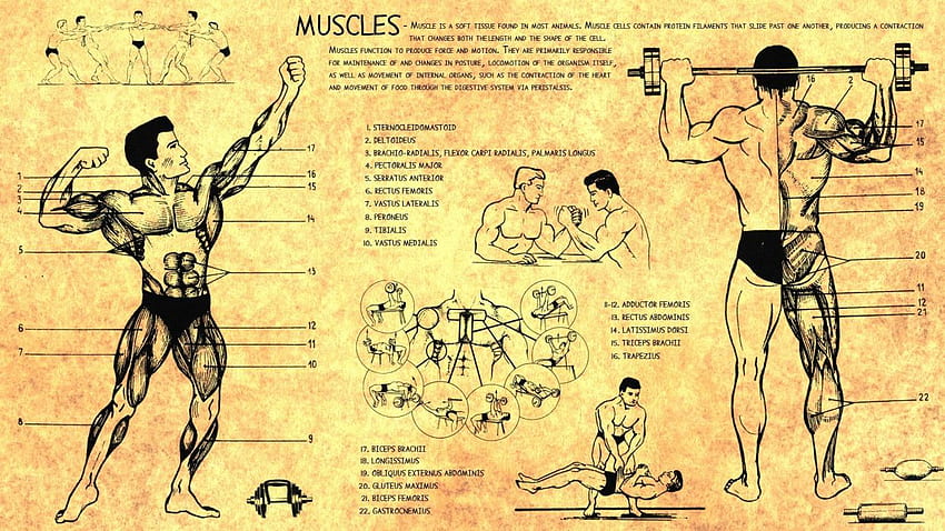 Anatomy human muscles bodybuilding scheme training body Health, Triceps HD wallpaper