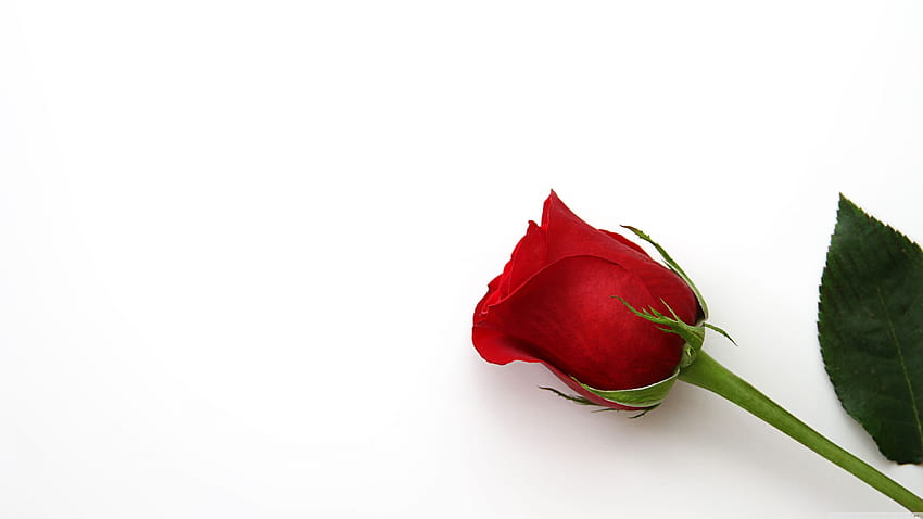 Beautiful Red Rose Flower for Ultra [] for your , Mobile & Tablet. Explore Roses Flower . Roses Flower, 3840 X 2160 Rose HD wallpaper