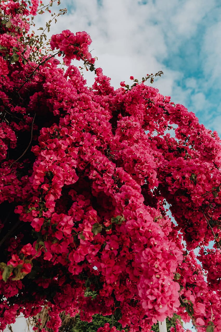 : Bunga bugenvil merah muda melawan Bougainvellia tradisional wallpaper ponsel HD