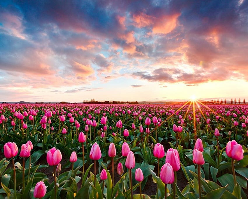 Tulipany i zachód słońca, złote, rośliny, tulipany, różowy, pola, chmury, natura, kwiaty, niebo, słońce, zachód słońca Tapeta HD