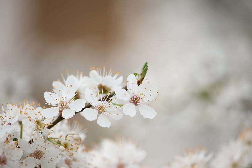flores, madera, árbol, floración, primavera fondo de pantalla
