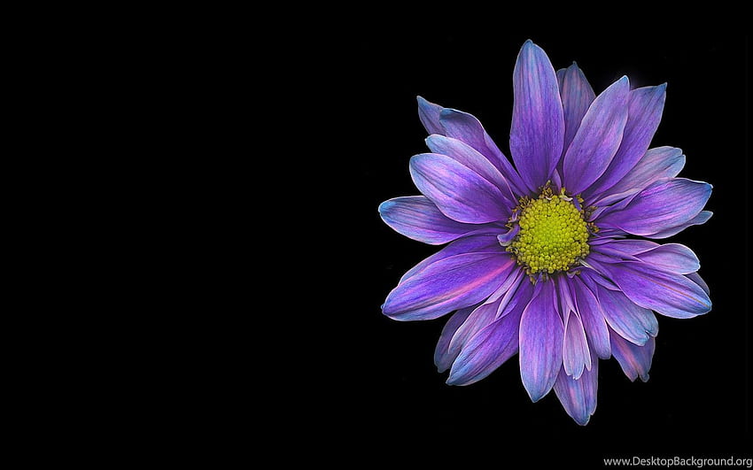 Purple Violet Black Blooms Daisy Flower Garden Nature. Background HD ...