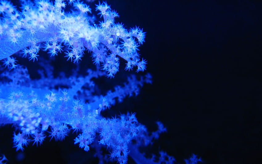 Coral, blue, nature HD wallpaper
