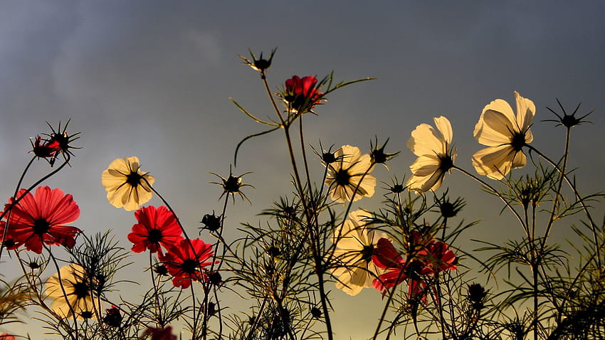 Doğa, Çiçekler, Gökyüzü, Alan, Bulutlu HD duvar kağıdı
