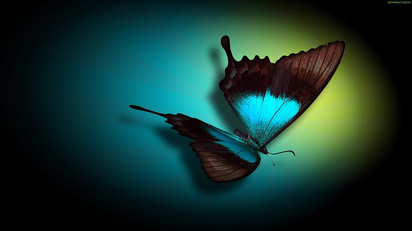 Motyl, zwierzę, natura, owad Tapeta HD