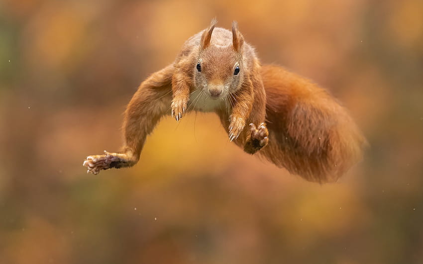 Squirrel, animal, fly, jump HD wallpaper