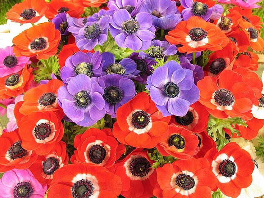 anemone, purple, red, flower HD wallpaper