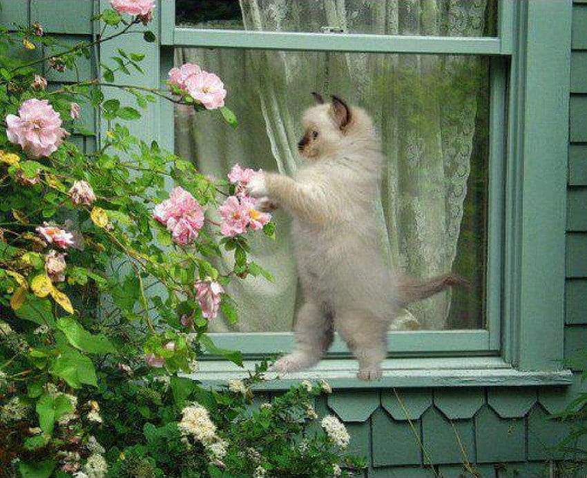 my roses, cat, window, roses, animals HD wallpaper