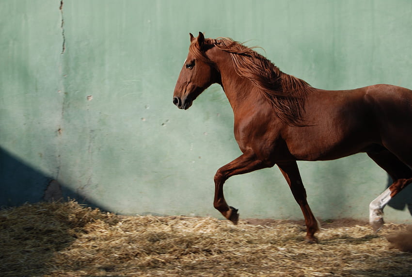 Dakar Rasowy, angielski, konie, kasztan, koń wyścigowy, pełnej krwi Tapeta HD