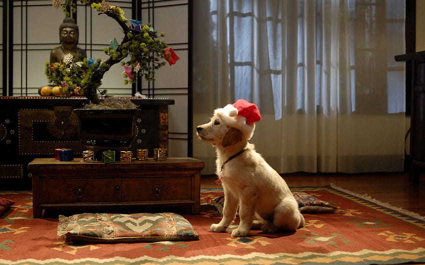 Animals, Sit, Dog, Holiday, Room HD wallpaper