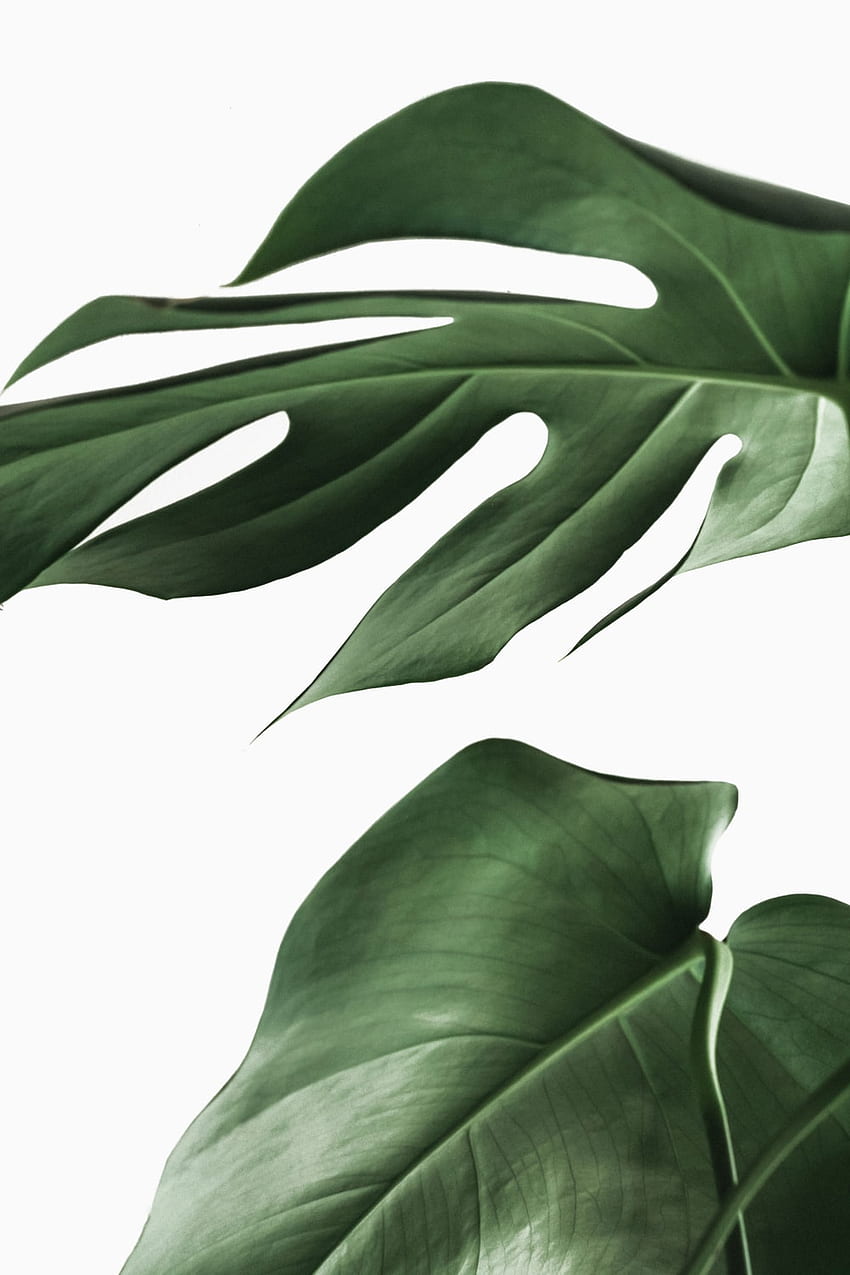 Philodendron HD phone wallpaper