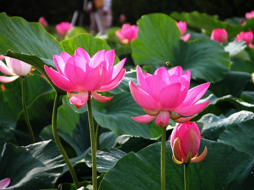 Bright Pink Lotus, rosa, grafia, flor, natureza, lótus papel de parede HD