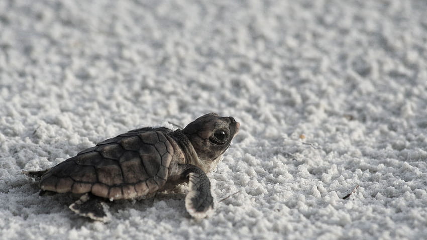 Awesome Cute Sea Turtle HD wallpaper Awesome Cute Sea Turtle HD wallpaper