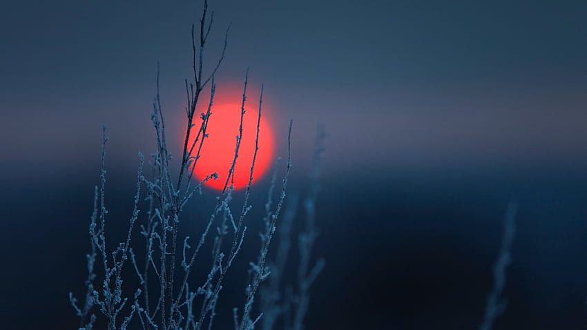 자연 경치 미니멀리즘 맑은 하늘 단순한 태양 일몰 겨울 서리 식물 분기 푸른 JPG 220 kB. 모카 HD 월페이퍼