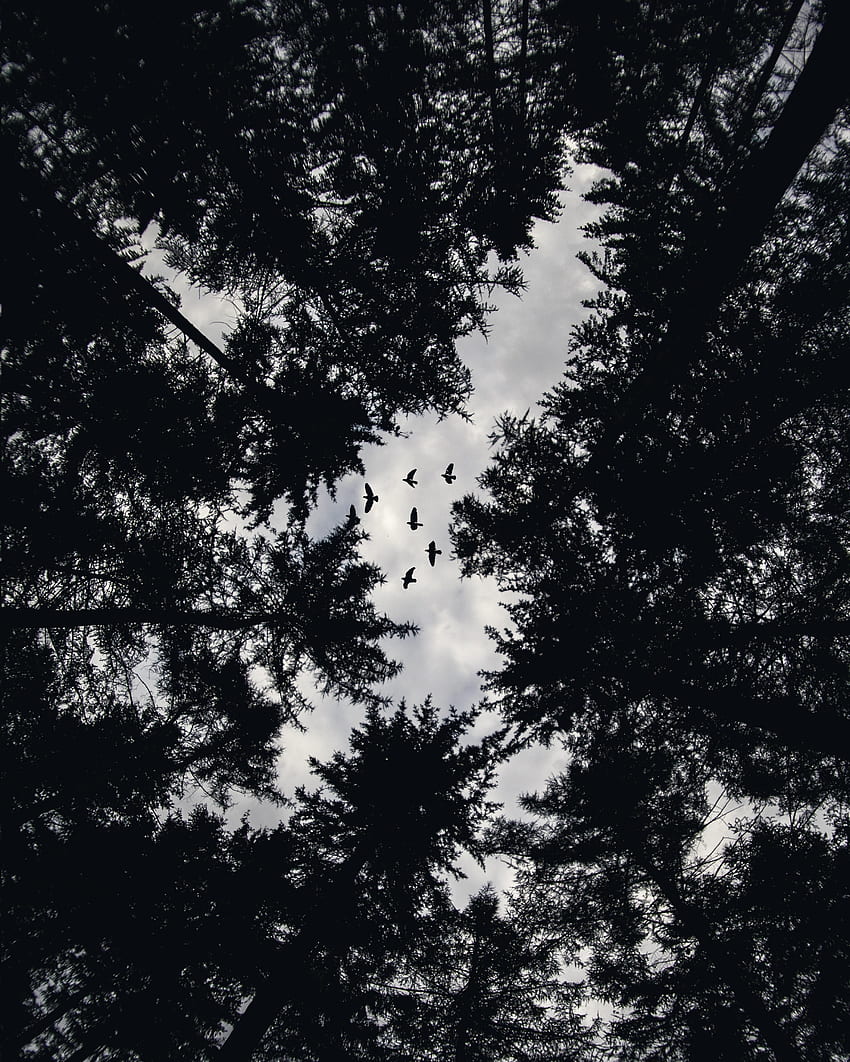 Uccelli, alberi, Top, Bw, Chb, Top, vista dal basso Sfondo del telefono HD