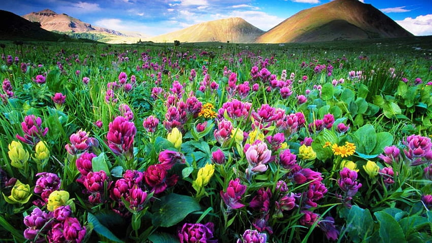Embroidery Field Flowers, hills, beautiful, spring, pink, field, green, yellow, clouds, flowers, Colorado HD wallpaper