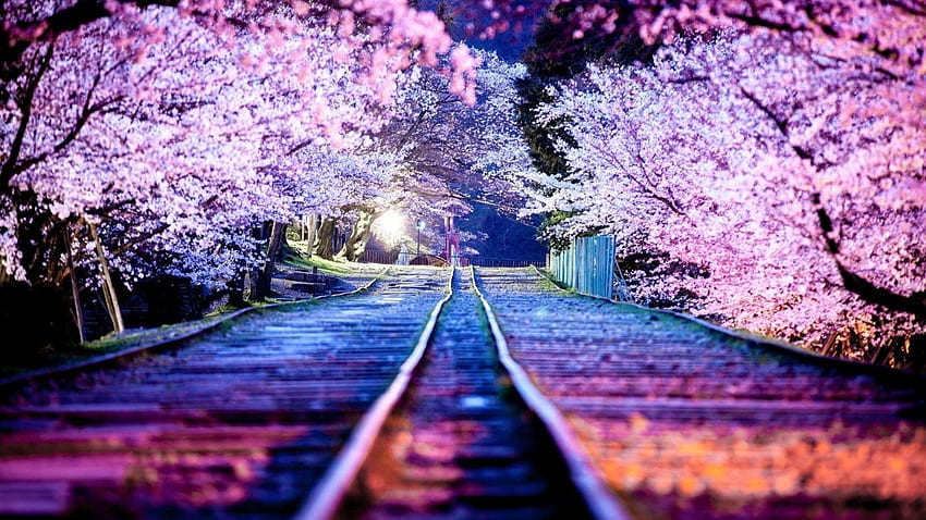 Cherry Blossoms, Cherry Blossoms at Night HD wallpaper