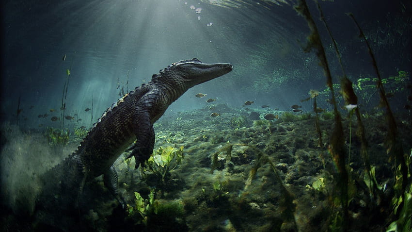Crocodile in Everglades National Park Florida . HD wallpaper