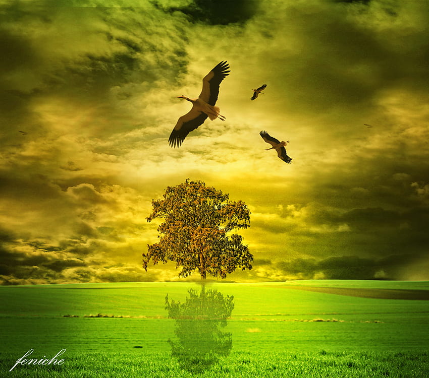 The Tree and the 3 Storks, storks, field, sky, nature, tree HD wallpaper