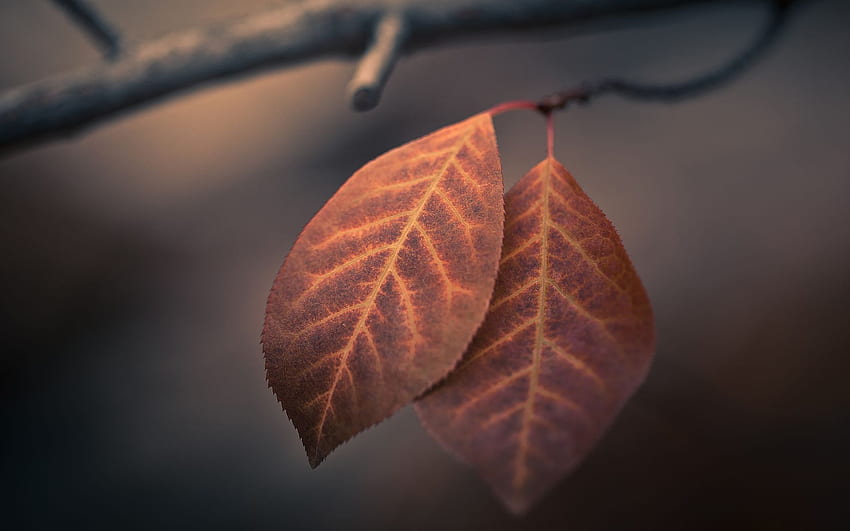 Folhas macro de outono, folhas marrons escuras papel de parede HD