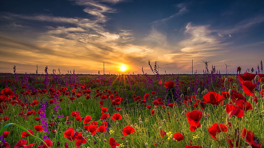 Poppies in field, sky, spring, blossoms, landscape, clouds, sunset HD wallpaper